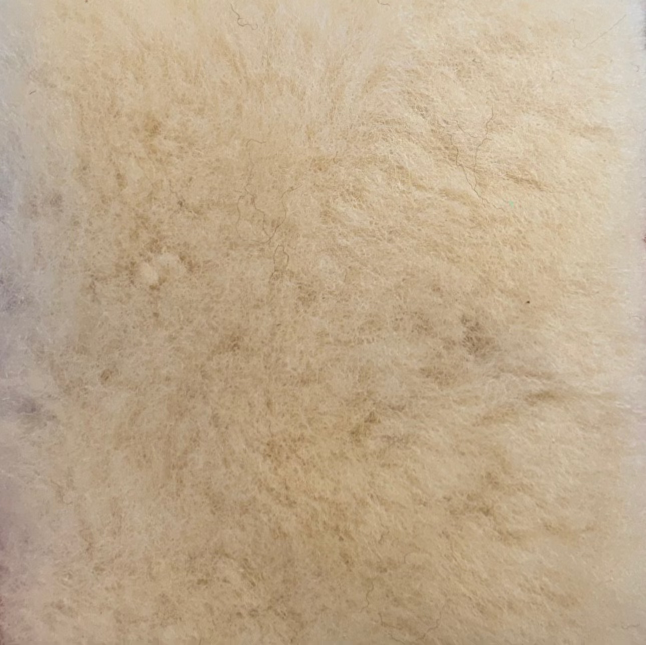 Shearling | Sahara